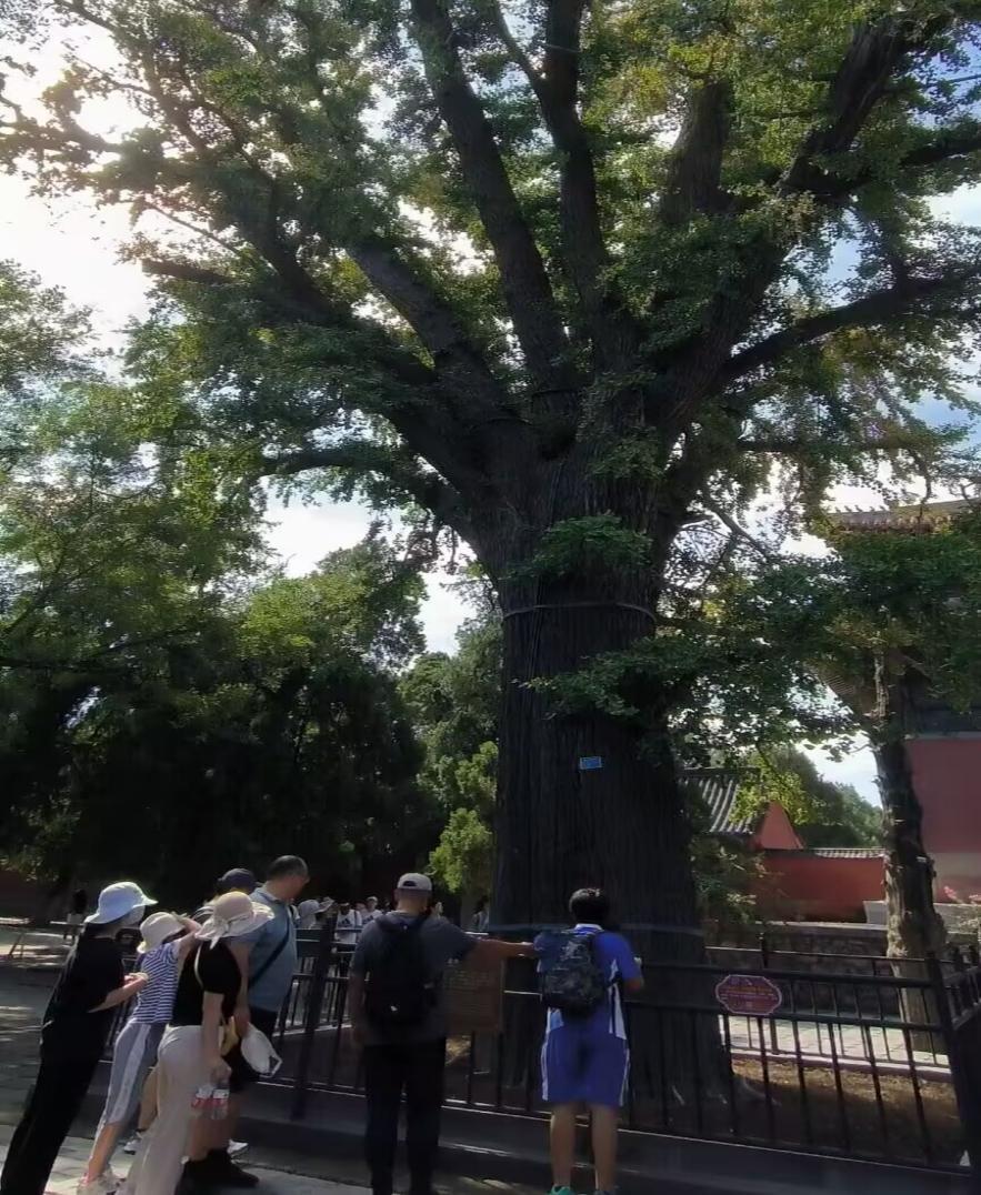 皇冠体育投注