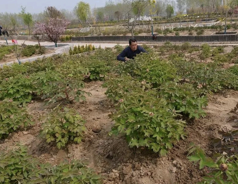 皇冠体育投注